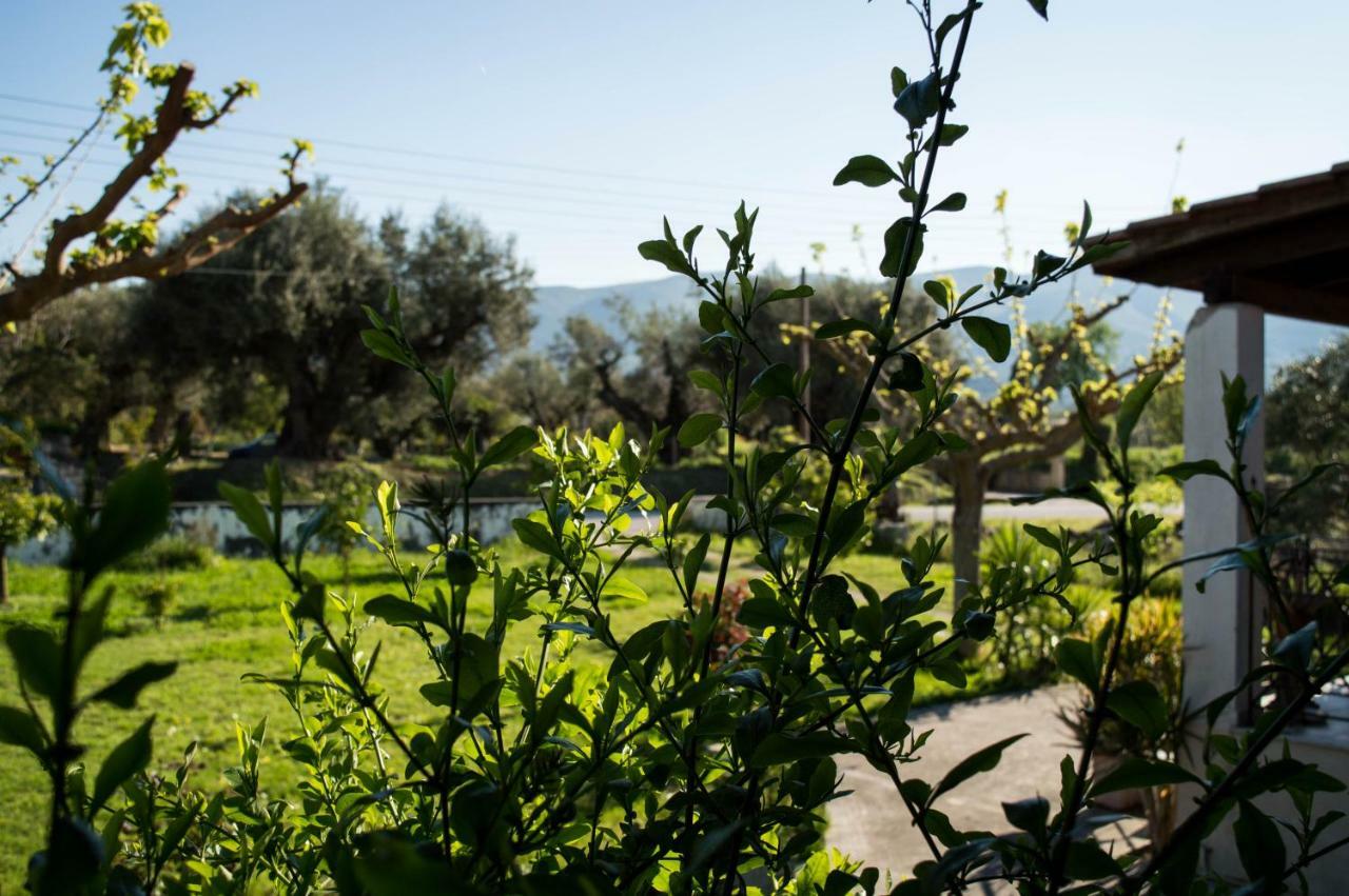 Appartement Olive Grove Zakynthos
